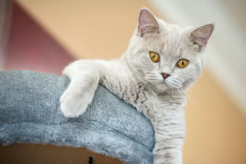 Cats of Claremont Court Care Home in Guildford