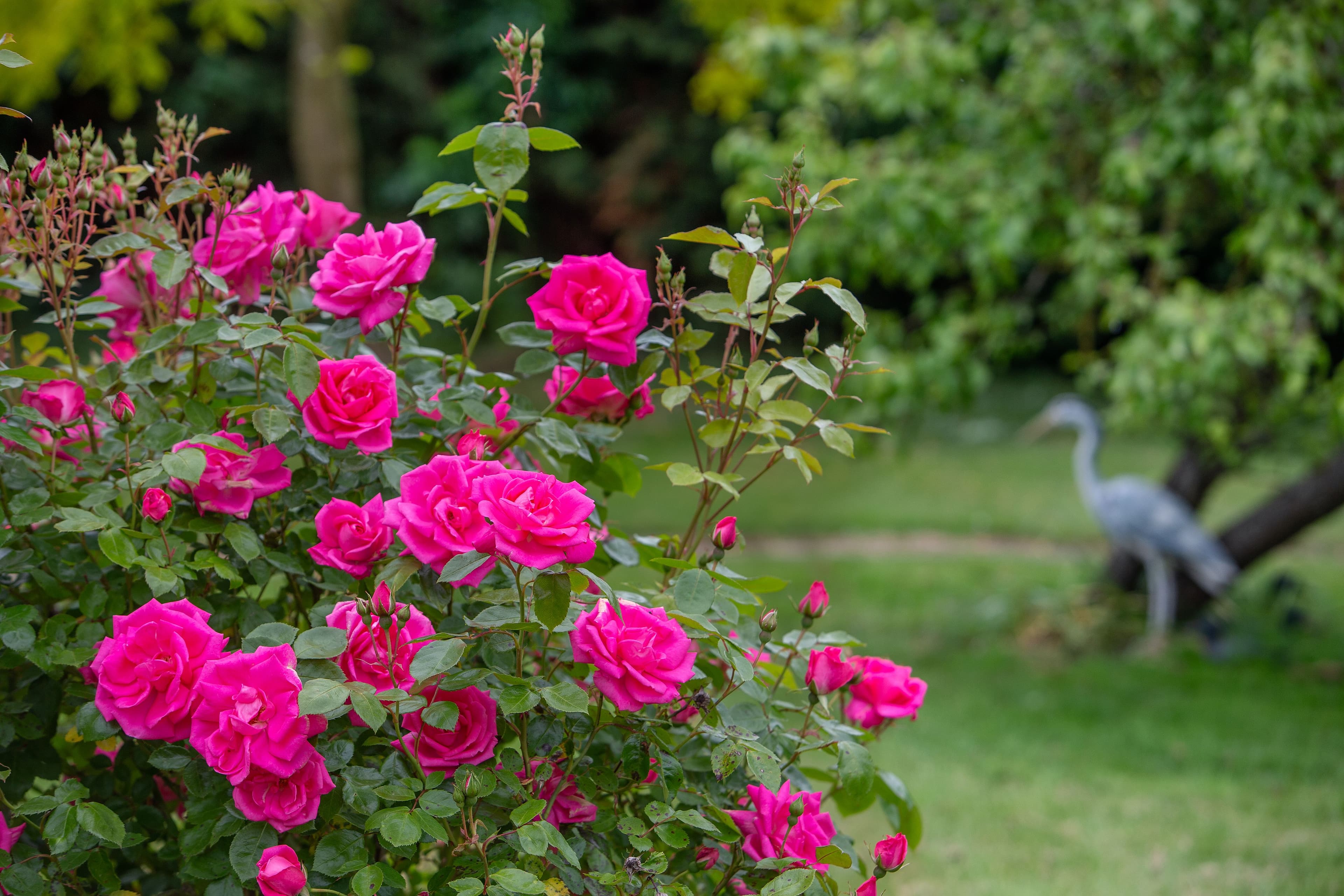 Garden at Garden Lodge Care Home in Glinton, Peterborough