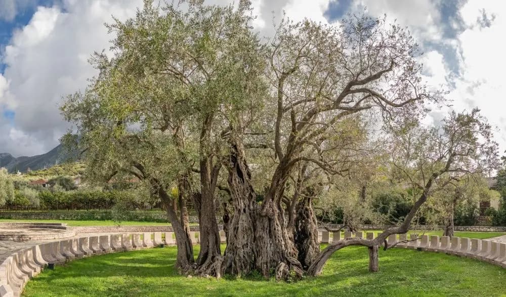 Old olive tree