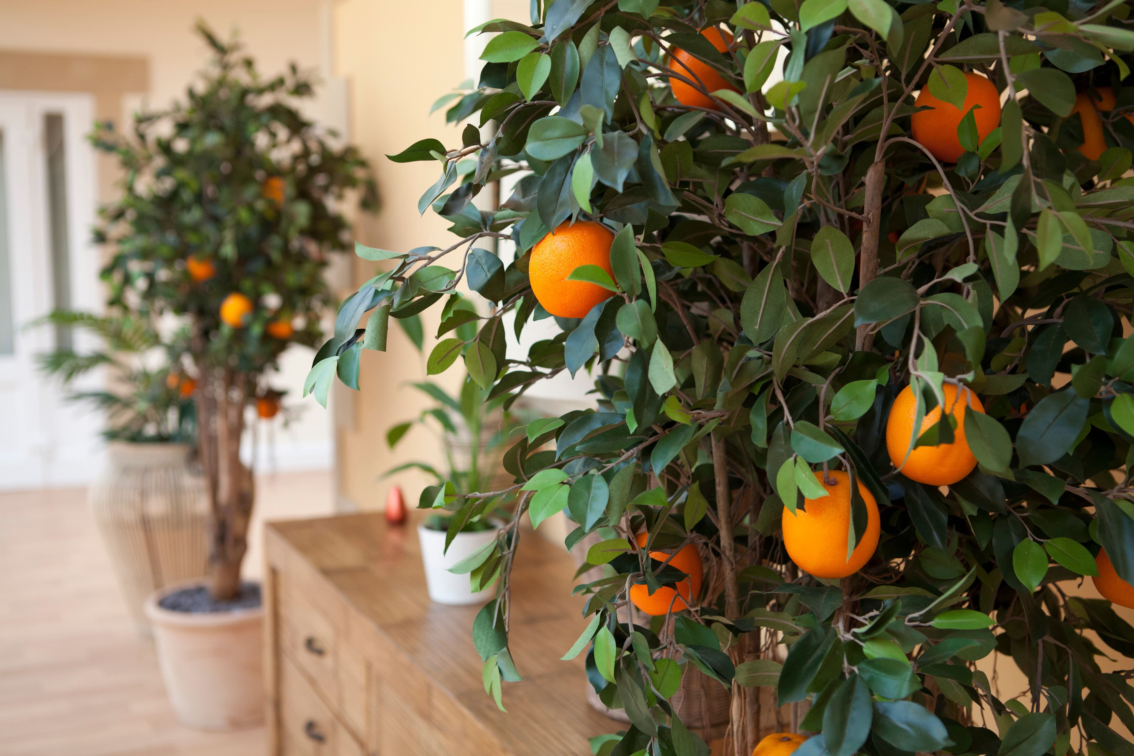 Cedar Care Homes - The Orangery care home - 006