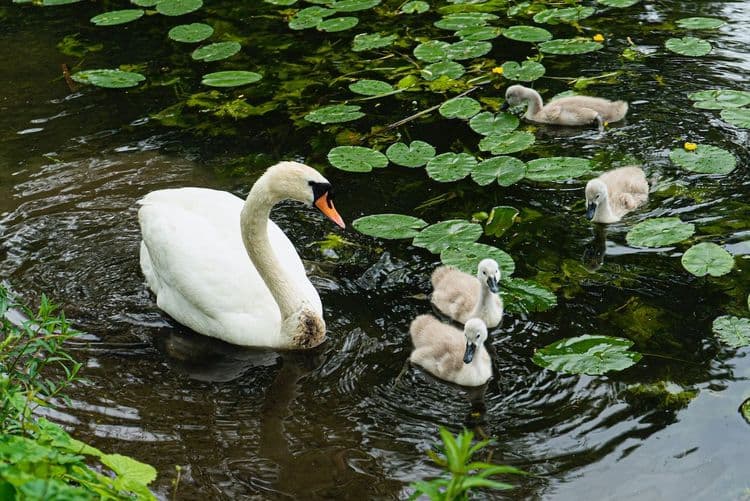 Abbey Chase Care Home, Chertsey, KT16 8JW